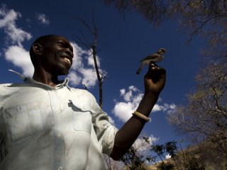 В Африке дикие птицы и люди вместе ищут мед