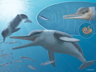 Ультразвуковой слух у китов появился раньше, чем до сих пор считалось