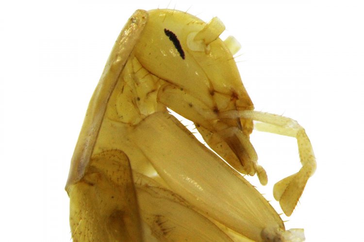 Во Вьетнаме под землей найден самый странный таракан на свете