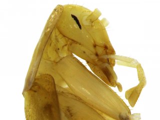 Во Вьетнаме под землей найден самый странный таракан на свете