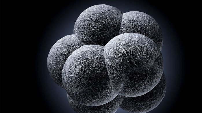 В США впервые генетически модифицировали человеческие эмбрионы