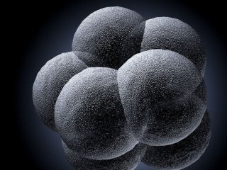 В США впервые генетически модифицировали человеческие эмбрионы
