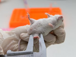 Раковые клетки можно удалять с помощью золотых наночастиц и тепла