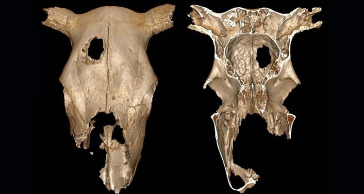 Отверстие в черепе древней коровы могло быть сделано во время операции