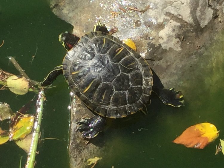 Сотрудники Никитского ботанического сада спасли от гибели красноухих черепах и поселили их в возрождённом парке "Монтедор"