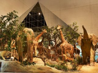 111 лет Дарвиновскому музею: бесплатный вход первому 111 посетителю, бесплатная экскурсия по выставке "1+1+1" и другие сюрпризы