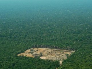 Уничтожение амазонских лесов достигло опасного уровня