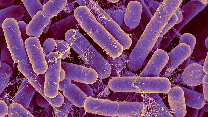 Бактерии в кишечнике могут показать ваш истинный возраст