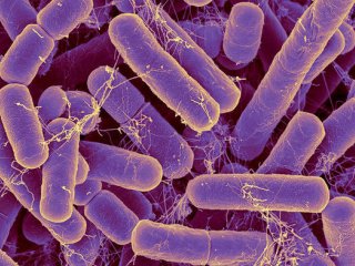 Бактерии в кишечнике могут показать ваш истинный возраст