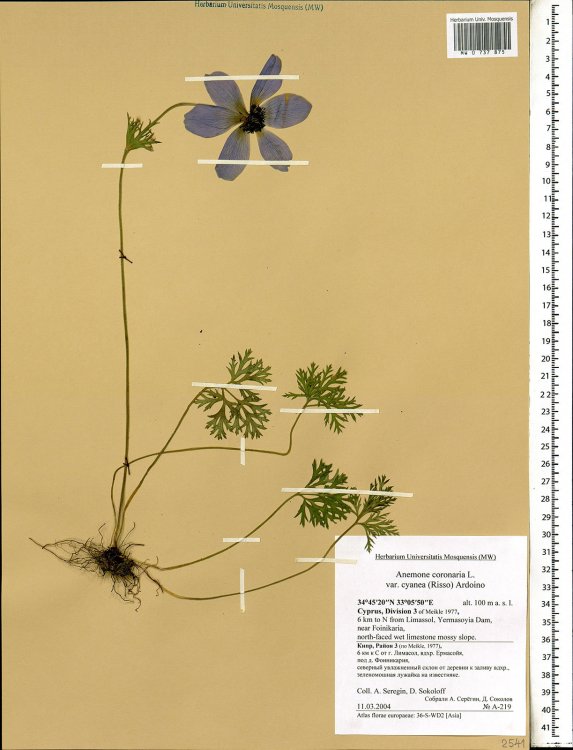 Онлайн-проект МГУ “Флора России” собрал 100 000 наблюдений пользователей со всей страны