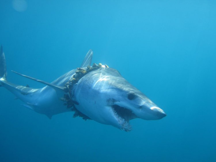 Больше тысячи акул и скатов запутались в пластиковых «сетях»