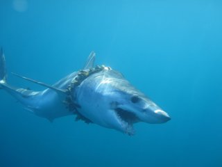Больше тысячи акул и скатов запутались в пластиковых «сетях»