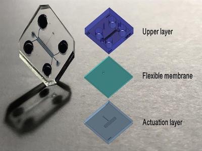 Создан «хрящ-на-чипе» для разработки лекарств против остеоартроза