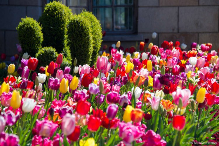 «Парад тюльпанов 2020» в Никитском саду
