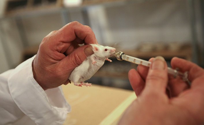 Учёные изучили как меняется биосинтез белка в органах мышей с возрастом