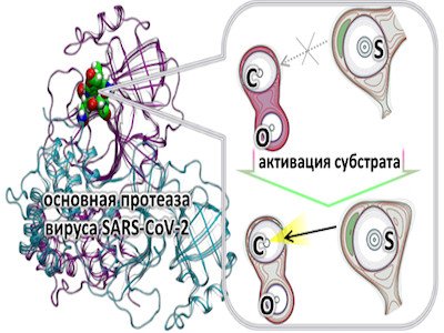 Определен молекулярный механизм необычной субстратной специфичности основной протеазы вируса SARS-CoV-2