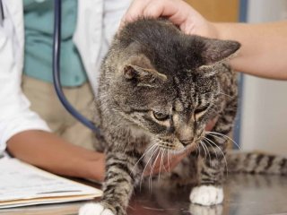 Домашние кошки и собаки не могут быть носителями коронавируса