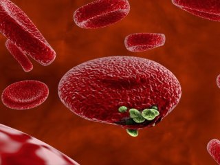 ПЦР-тест Роспотребнадзора выявит малярию