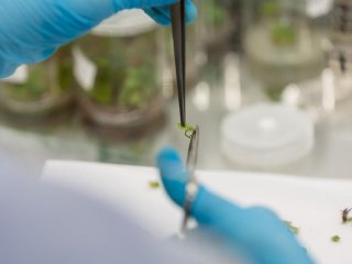 Учёные КФУ начали применять микропрививки для производства саженцев винограда