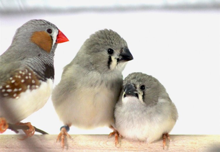 Шум городского транспорта подавляет иммунитет птиц