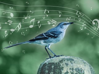 Ученые узнали, как сочиняет свои песни пересмешник