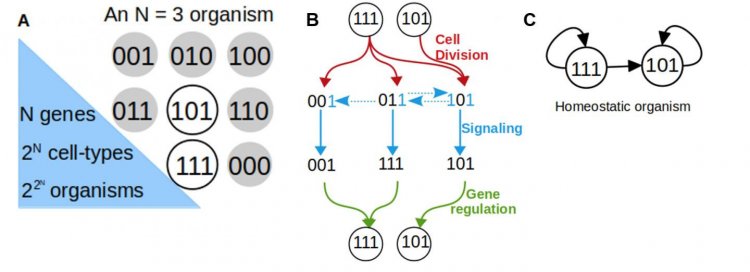Простая модель развития показывает формы клеточных линий и связи с регенерацией