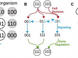 Простая модель развития показывает формы клеточных линий и связи с регенерацией
