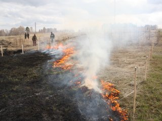 Организация встречного пала для тушения низового лесного пожара. Фото: Денис Петрович Касымов