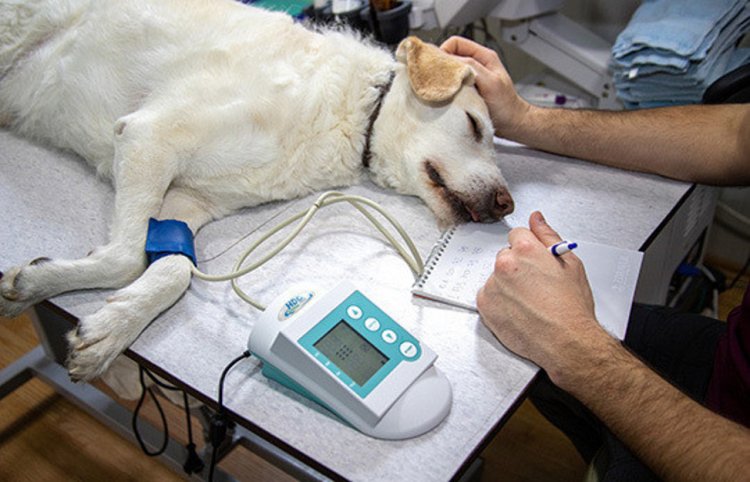Лечение собаки / фото: business-gazeta.ru