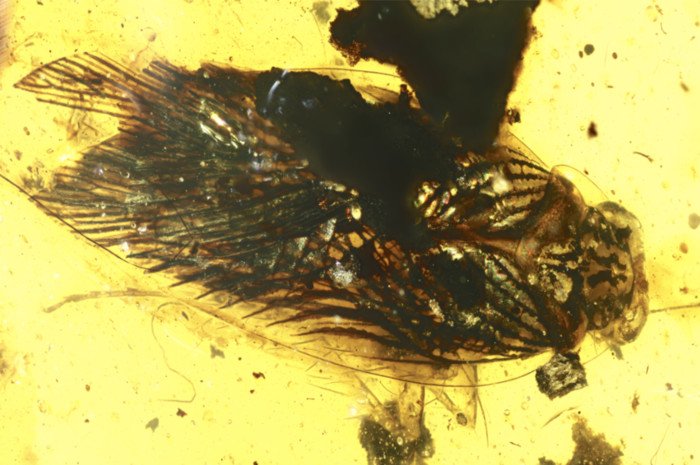 Тараканы, жившие 100 миллионов лет назад, были активны днем