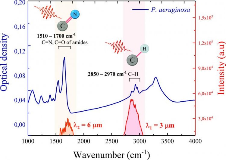 ИК-Фурье-спектр оптической плотности бактерий P. aeruginosa толщиной 1,5 мкм (левая ось) и спектры интенсивности лазерных импульсов с длиной волны 3 мкм и 6 мкм (правая ось)