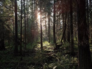 3 МЕСТО: Трубников Егор – «Утро в лесу». Номинация от биофака «Маршрут построен»
