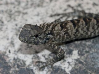 Игуана Calotes wangi