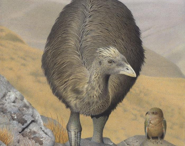 В Новой Зеландии вымирающие нелетающие птицы прячутся в убежищах вымерших моа