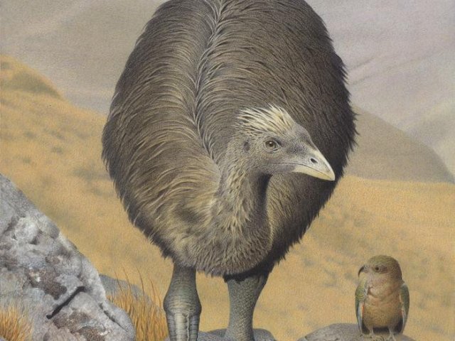 Хохлатый Моа. Pachyornis australis. Из серии ExSnct Птицы Новой Зеландии., 2005, Мастертон, Пол Марснсон. Te Papa (2006-0010-1-19). Фото: Paul MarSnson