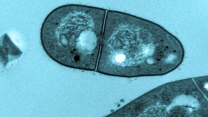 Mycobacterium spongiae под микроскопом. Фото: Pidot and team at the Doherty Institute