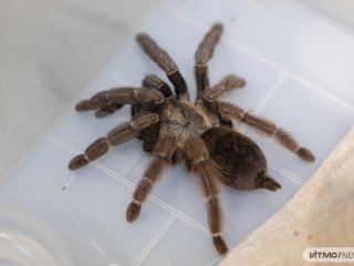 Паук-птицеед Hapalopus sp. «Columbia Gross». Фото: пресс-служба ИТМО