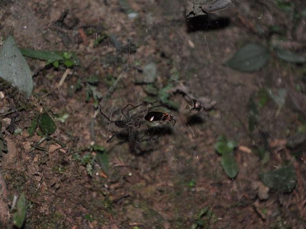 Паук-кругопряд со светлячками, пойманными в паутину. Фото: Tunghai University Spider / British Ecological Society