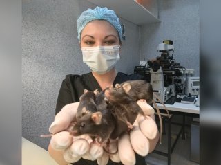 Трансгенные мыши, несущие мутацию в последовательности гена TERP. Фото: Междисциплинарная научно-образовательная школа МГУ «Молекулярные технологии живых систем и синтетическая биология»