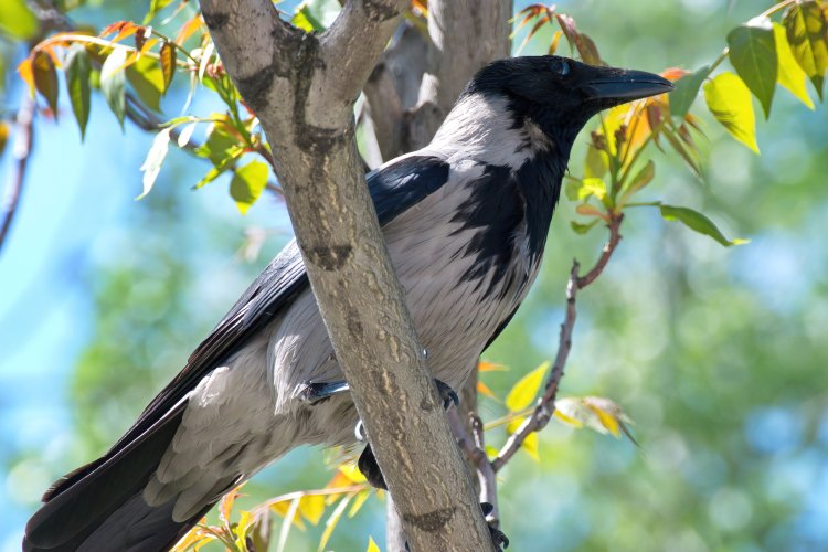 Источник фото: ru.123rf.com