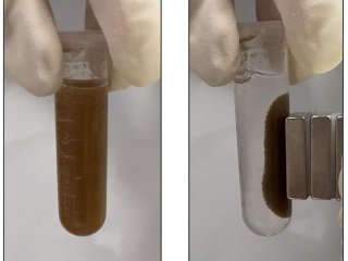 Микросферы, реагирующие на заболевания желудочно-кишечного тракта, находятся во взвешенном состоянии в растворе (слева), а затем притягиваются к стенке пробирки с помощью магнита (справа).Фото: аdapted from ACS Sensors 2025, DOI 10.1021/acssensors.5c01813