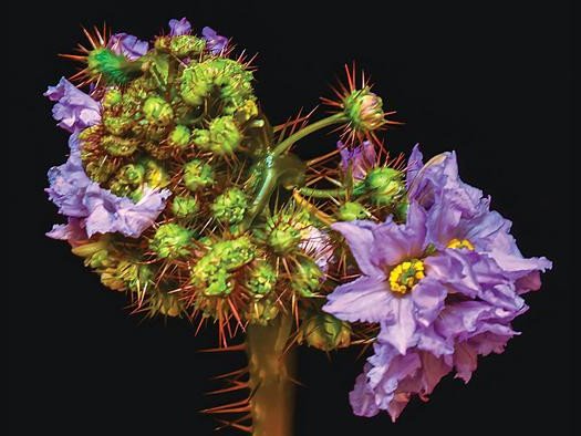 Серьезные нарушения роста растений, вызванные мутациями в дублирующемся гене CLV3. Постдок Калифорнийского университета в Санта-Барбаре Якопо Джентиле разработал новую систему для выявления избыточных генов. Фото: Lippman lab/CSHL