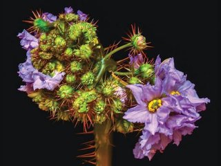 Серьезные нарушения роста растений, вызванные мутациями в дублирующемся гене CLV3. Постдок Калифорнийского университета в Санта-Барбаре Якопо Джентиле разработал новую систему для выявления избыточных генов. Фото: Lippman lab/CSHL