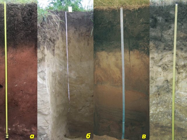Почвенные профили черноземов Сибири: а — чернозем обыкновенный, разрез Унга-1; б — чернозем обыкновенный, разрез 14У; в — чернозем обыкновенный, разрез 2ЧТ-03; г — чернозем выщелоченный, разрез 7БС-20. Фото предоставлено Александром Чевычеловым