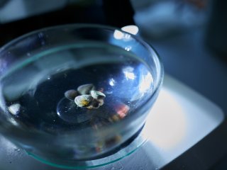 Брахиоподы. Фото: Елена Либрик / «Научная Россия»