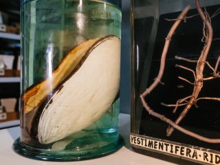 Обитатели океанских глубин. Фото: Ольга Мерзлякова / «Научная Россия»