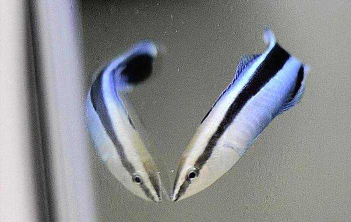 Было обнаружено, что рыбы-чистильщики демонстрируют когнитивные способности, присущие млекопитающим, когда видят собственное отражение. Фото: Osaka Metropolitan University / Shumpei Sogawa and Masanori Kohda