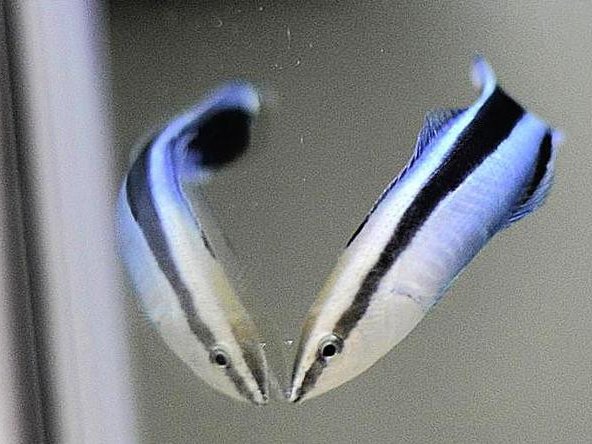 Было обнаружено, что рыбы-чистильщики демонстрируют когнитивные способности, присущие млекопитающим, когда видят собственное отражение. Фото: Osaka Metropolitan University / Shumpei Sogawa and Masanori Kohda