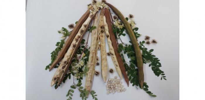 Семя моринги: солевой экстракт вызвал коагуляцию, необходимую для фильтрации микропластика. Фото: Adriano Reis/ICT-UNESP