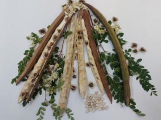 Семя моринги: солевой экстракт вызвал коагуляцию, необходимую для фильтрации микропластика. Фото: Adriano Reis/ICT-UNESP